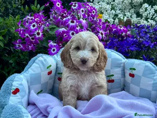 Cockapoo dogs 4 left gorgeous f1 apricot Cockerpoos - Advert 1
