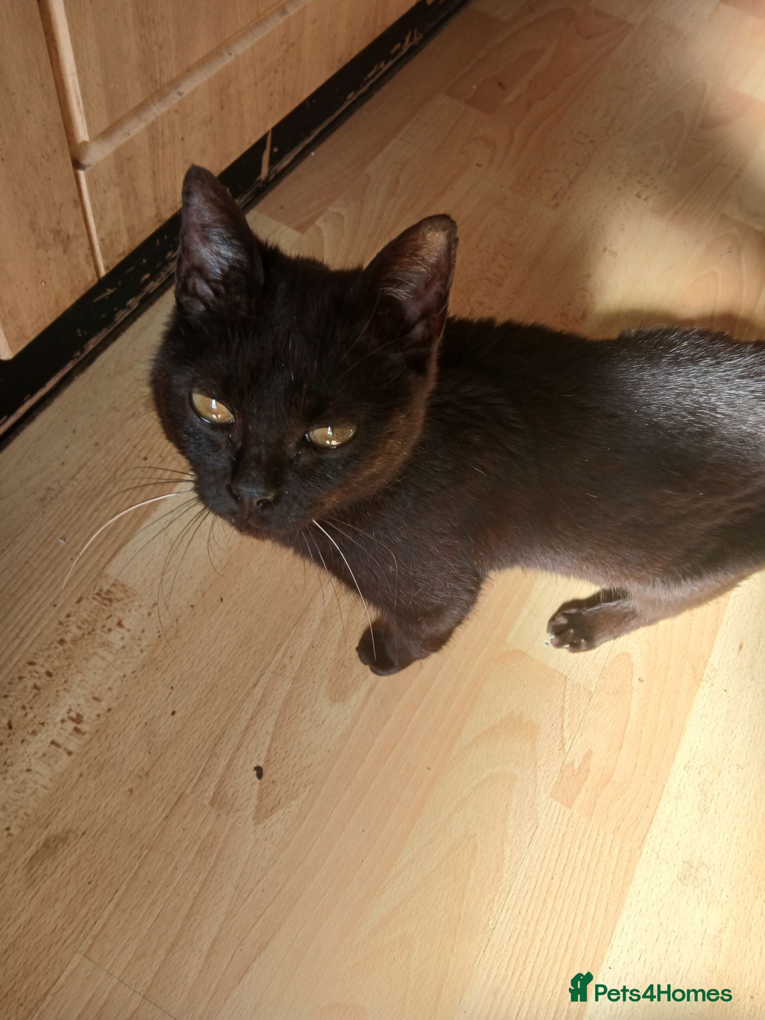 Mixed Breed cats Kittens for sale nr Truro - Advert 3