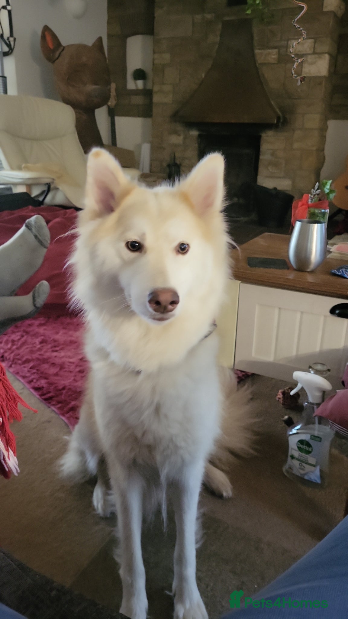 Utonagan dogs Dakota! Stunning Utonagan. - Advert 8