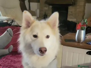 Utonagan dogs Dakota! Stunning Utonagan. - Advert 8