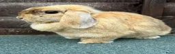 Mini Lop rabbits for sale: Chocolate Harliquin Doe  - Advert 3