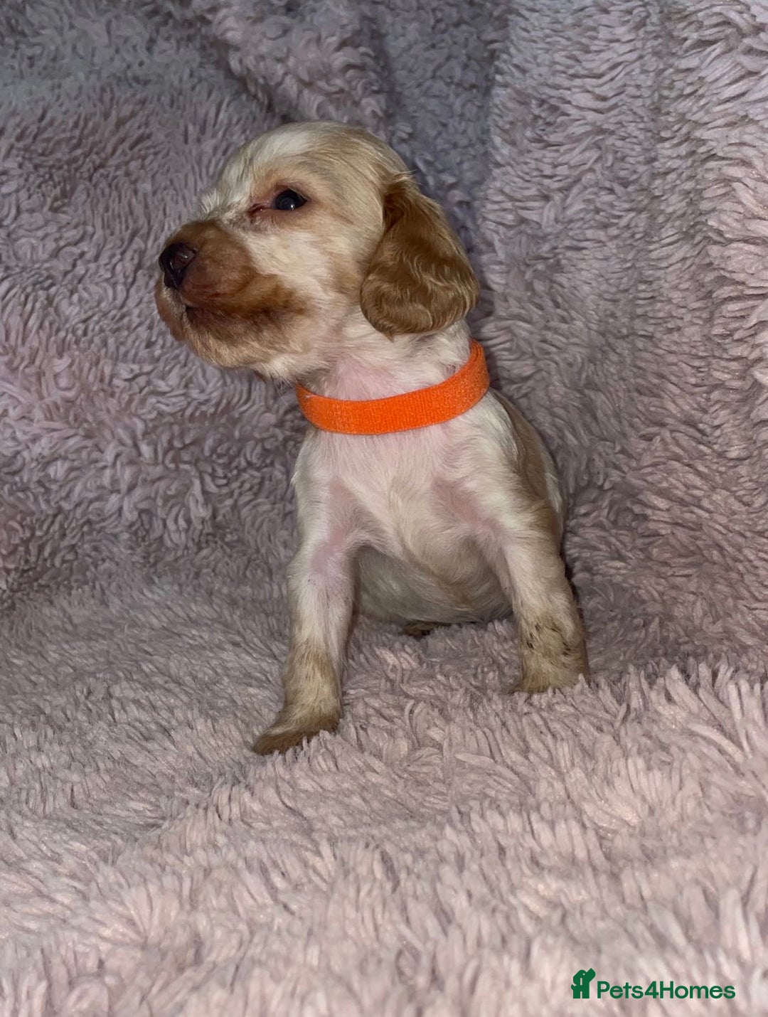 Cocker Spaniel dogs for sale: Stunning Cocker Spaniel Pups - Image 5