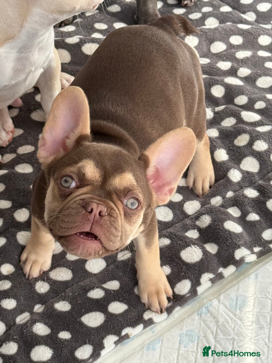 French Bulldog dogs for sale: Miss White X Kastro  - Advert 14