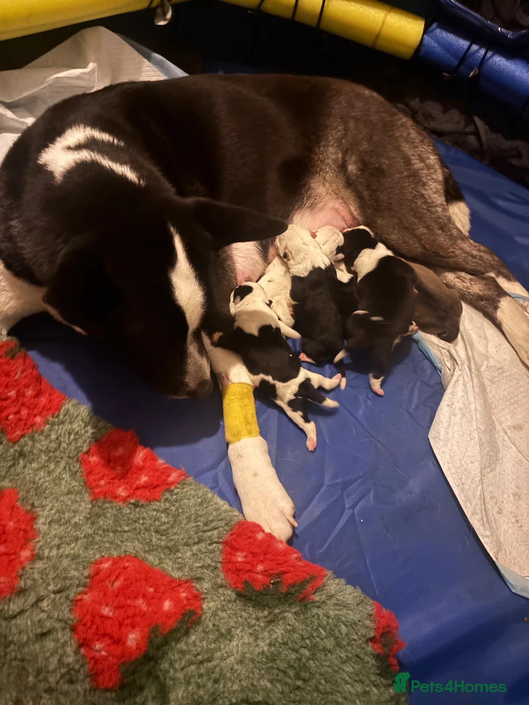 Mixed Breed dogs for sale: Bullkita puppies - Advert 2