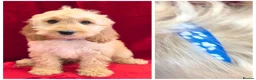 Cockapoo dogs for sale: Stunning F1 Cockapoos - Advert 2