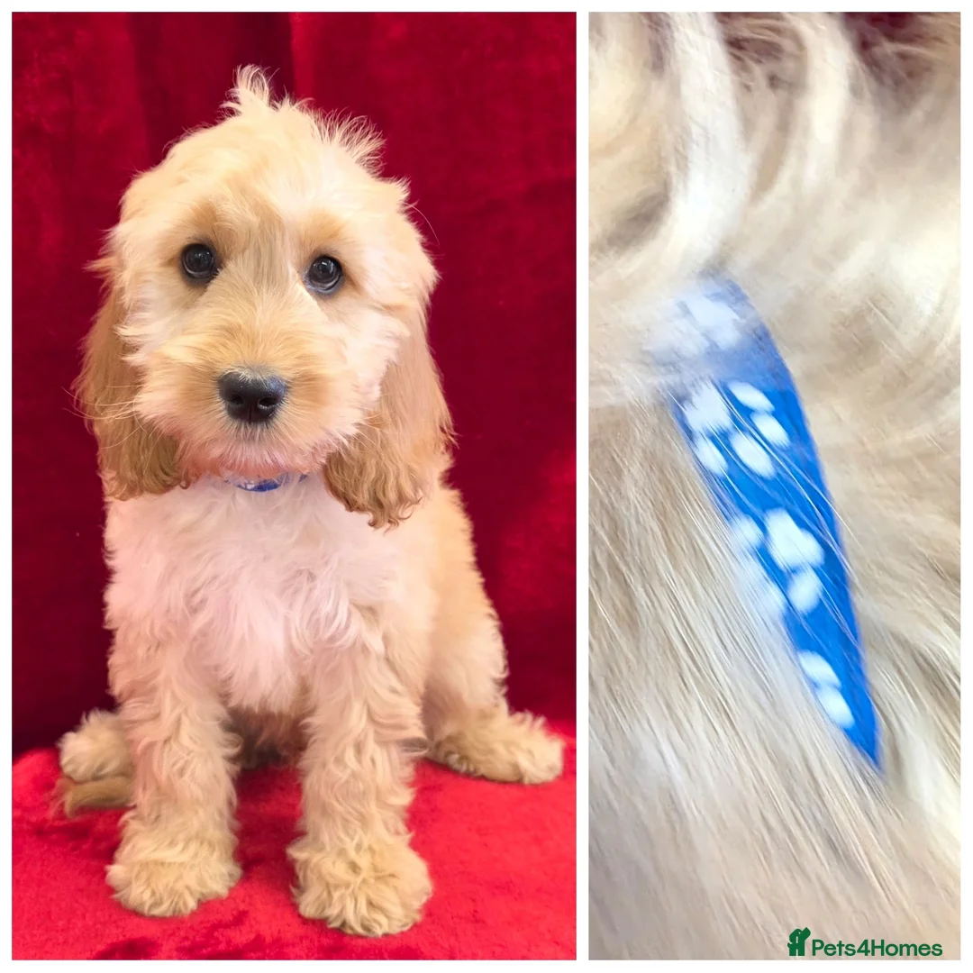 Cockapoo dogs for sale: Stunning F1 Cockapoos - Advert 2