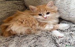 Mixed Breed cats for sale: SUPER FLUFFY KITTENS READY NOW - Advert 4