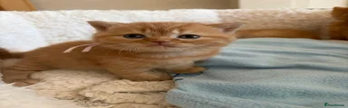British Shorthair Kitten 1
