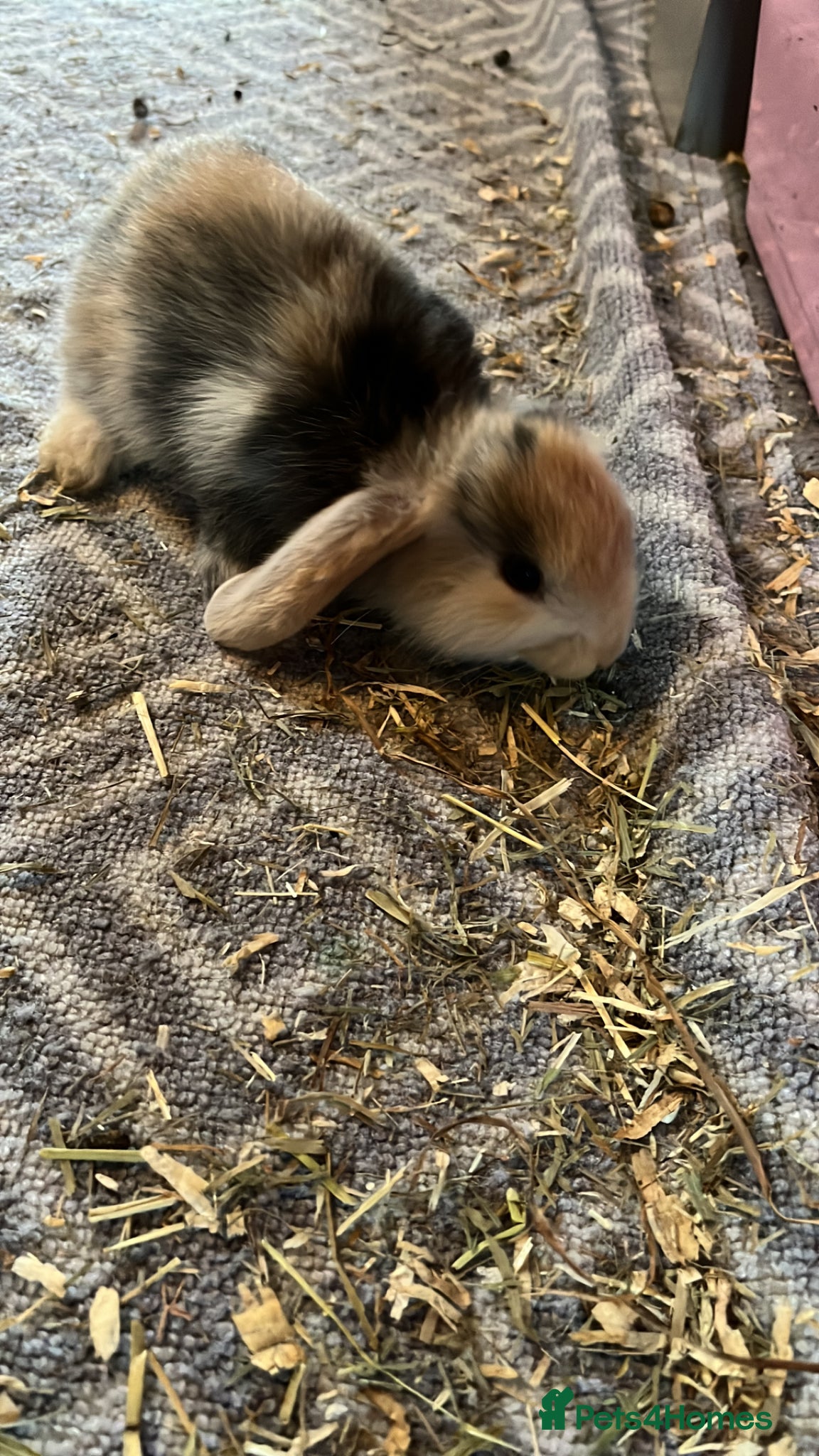 Mini Lion Lop rabbits Lion lop cross bunnies - Advert 6