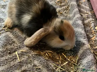 Mini Lion Lop rabbits Lion lop cross bunnies - Advert 6