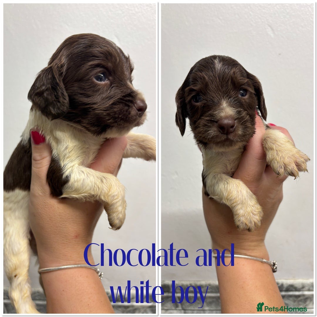 Cocker Spaniel dogs for sale: 🌟 cocker spaniel puppies 🌟 - Image 20
