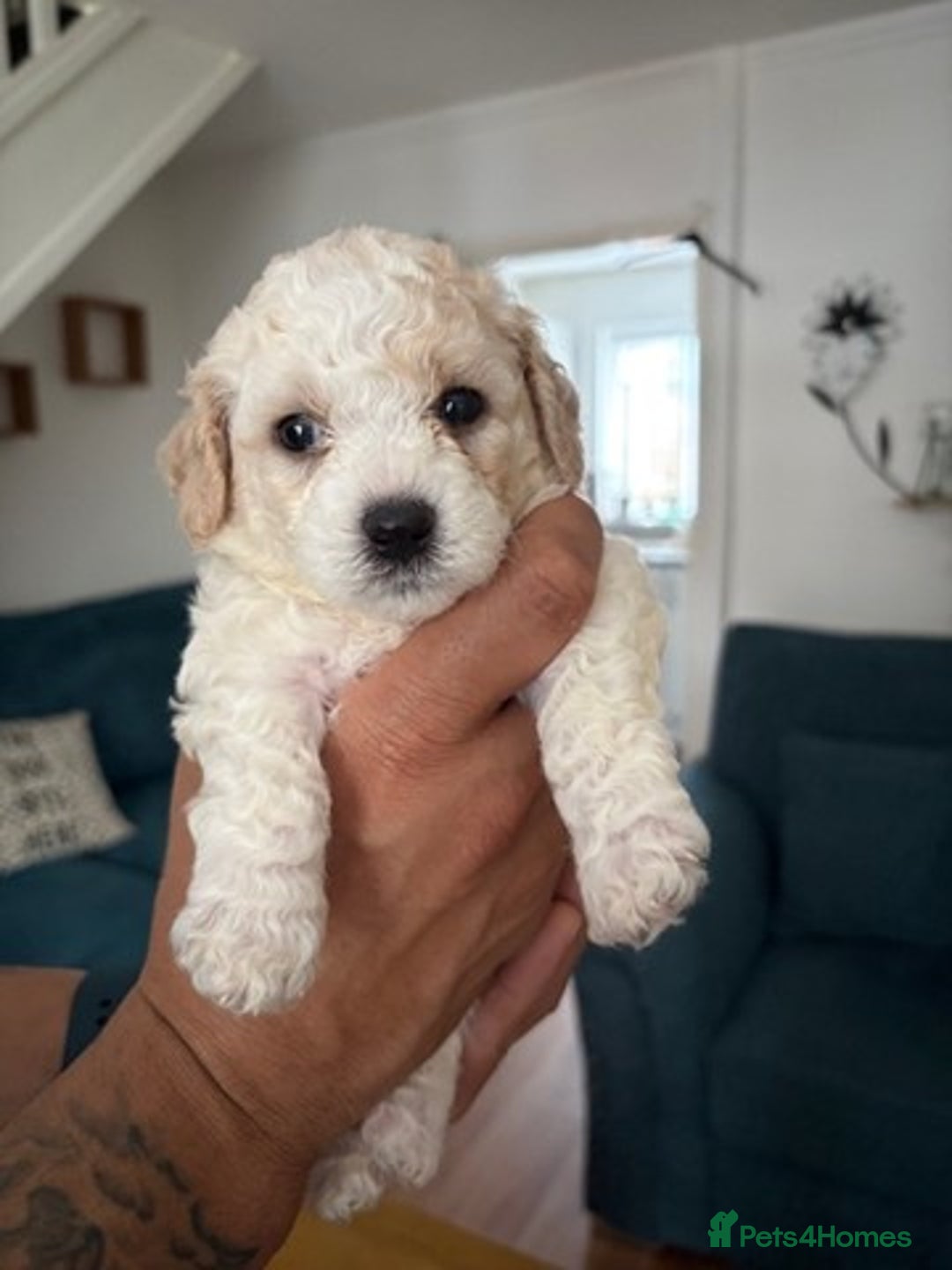 Poochon dogs for sale: 9 Poochon Puppies for Sale – Merles Available - Image 13