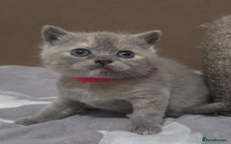British Shorthair cats for sale: Beautiful BSH Kittens  - Advert 17
