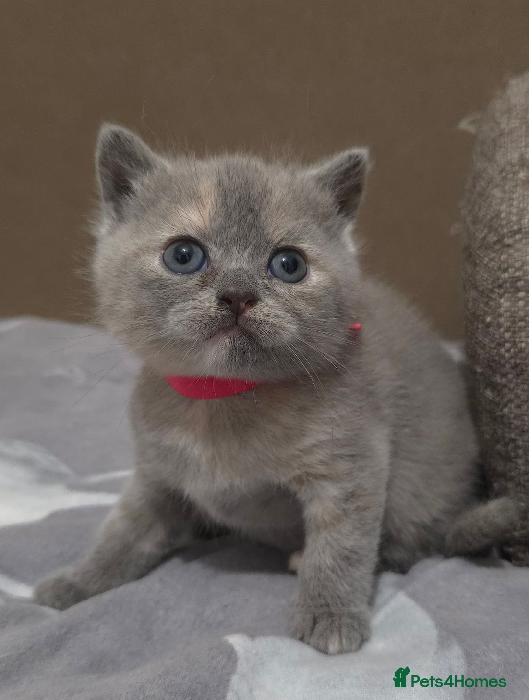 British Shorthair cats for sale: Beautiful BSH Kittens  - Advert 17