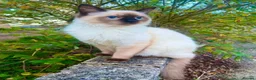 Mixed Breed cats for sale: Stunning ragdoll mix kittens  - Advert 19