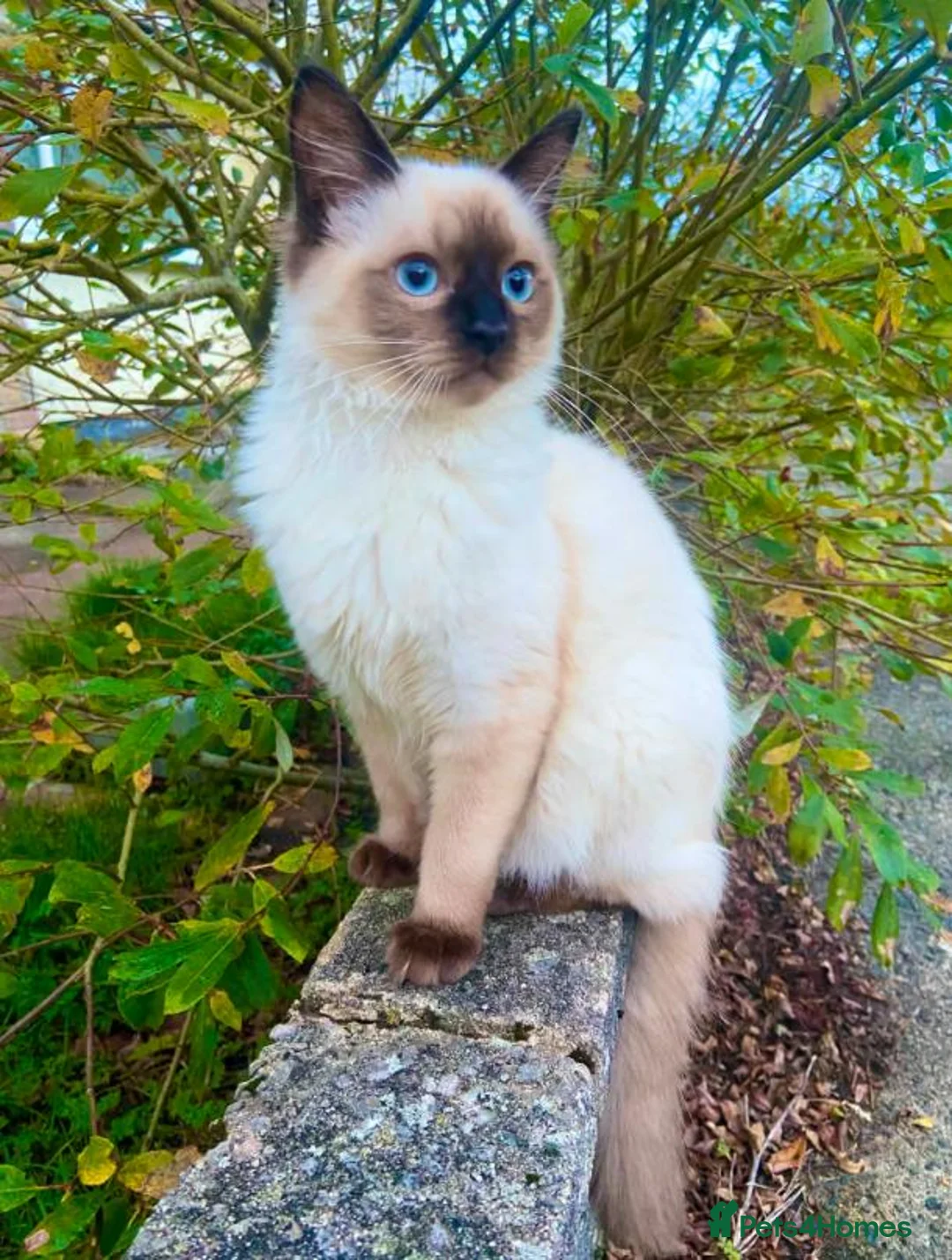 Mixed Breed cats for sale: Stunning ragdoll mix kittens  - Advert 19