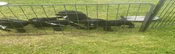 Cocker Spaniel dogs for sale: Strong bold WCS pups Excellent FTCH Pedigree  - Advert 5