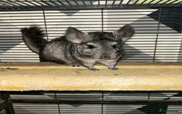 Chinchilla rodents for sale: Stunning little Female Chinchilla £80 - Image 5