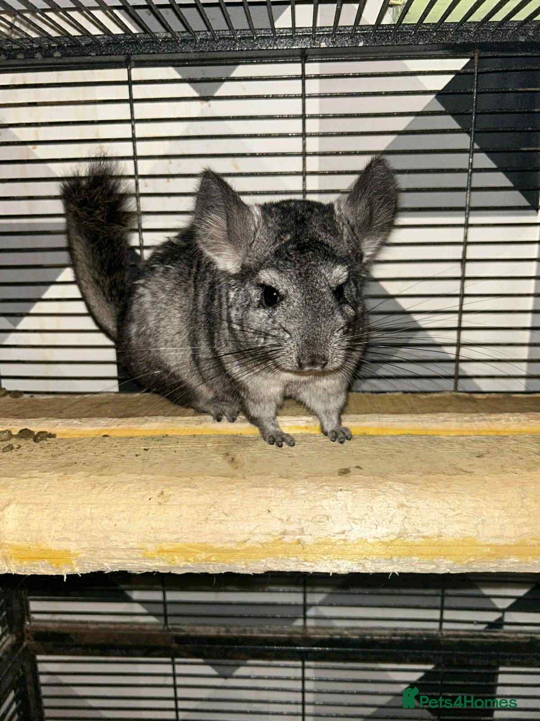 Chinchilla rodents for sale: Stunning little Female Chinchilla £80 - Image 5