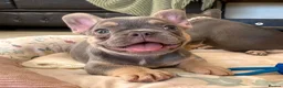 French Bulldog dogs for sale: 2 LEFT!! TOP QUALITY FRENCH BULLDOG PUPPIES - Advert 39