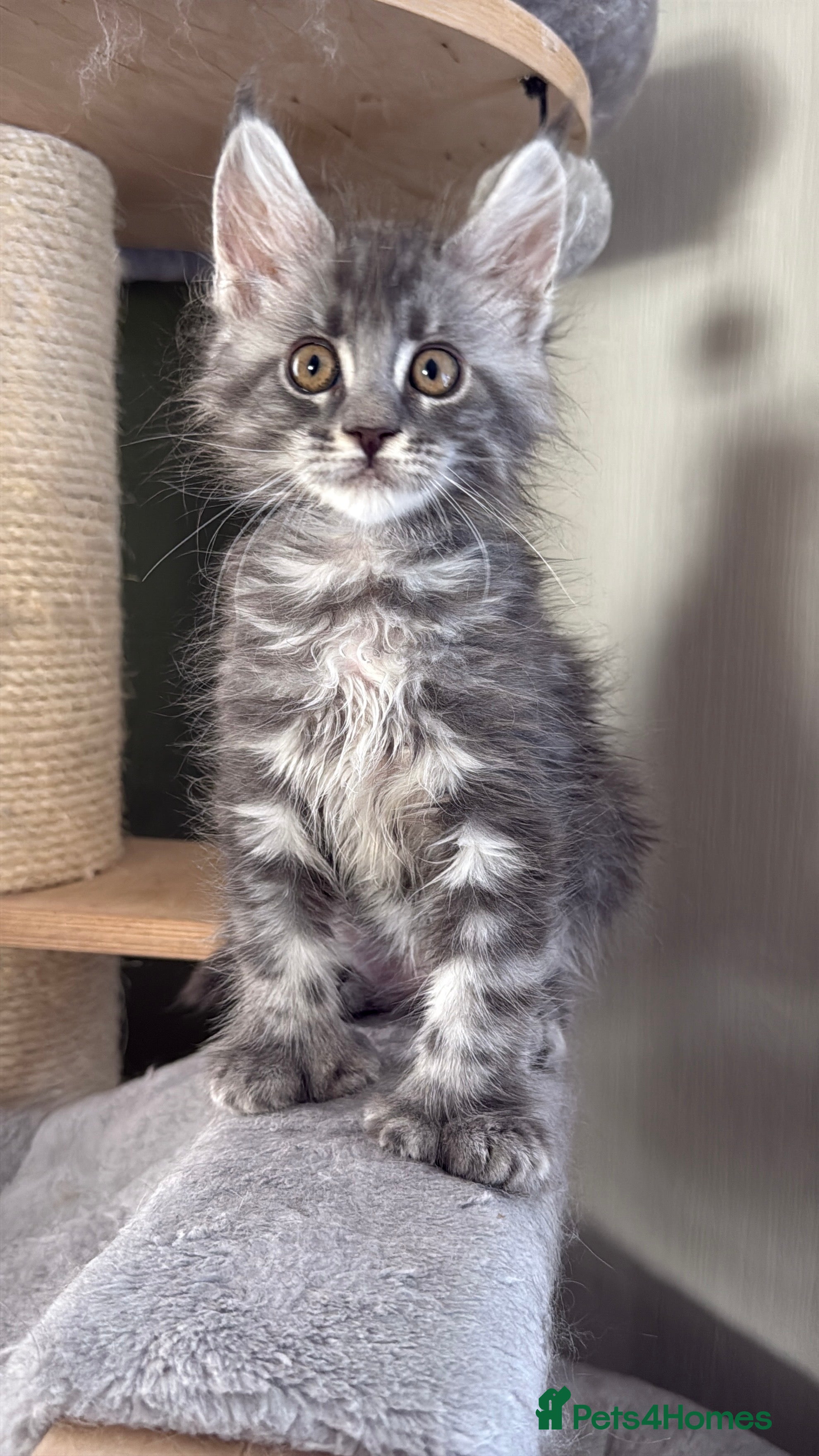 Maine Coon cats Polydactyl and non-polydactyl kittens  - Advert 2