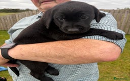 Labrador Retriever dogs for sale: Beautiful Black Labrador Puppies KC Registered  - Image 6