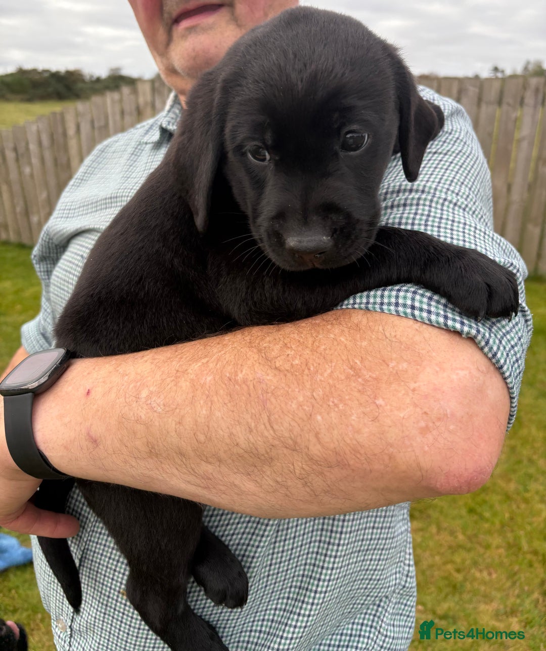 Labrador Retriever dogs for sale: Beautiful Black Labrador Puppies KC Registered  - Image 6