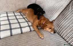 Miniature Dachshund dogs for sale: Miniature Dachshund puppies - Image 10