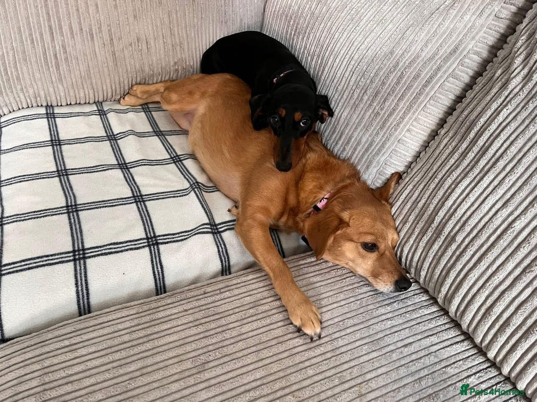 Miniature Dachshund dogs for sale: Miniature Dachshund puppies - Image 10