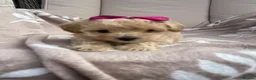 Maltipoo dogs for sale: Maltipoos - Advert 15