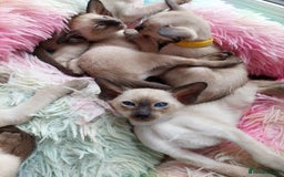 Siamese cats for sale: Siamese GCCF Registered Kittens - Image 8