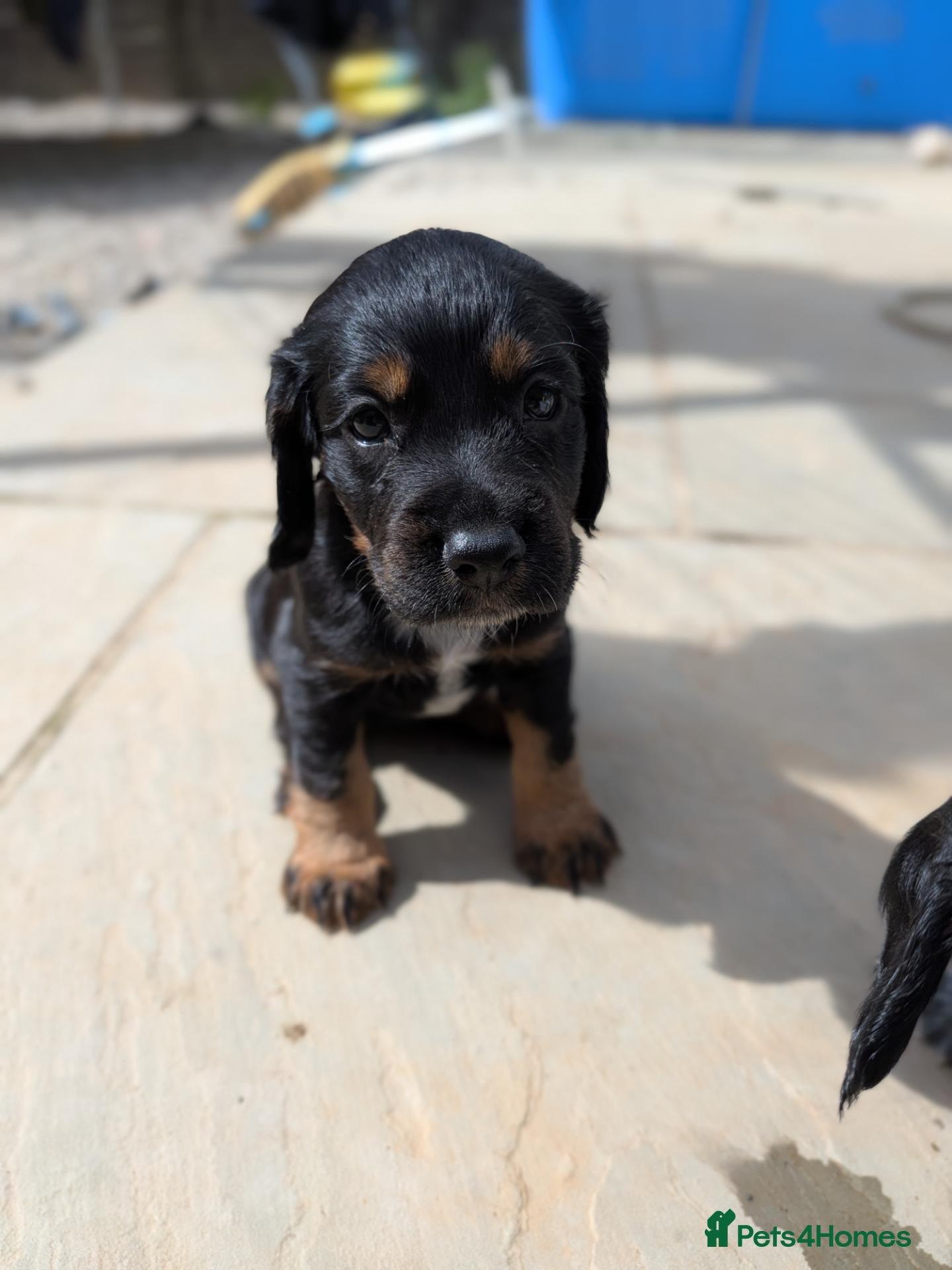 Cocker Spaniel dogs 2 cocker spaniel pups  - Advert 4