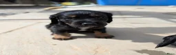 Cocker Spaniel dogs for sale: 2 cocker spaniel pups  - Advert 1