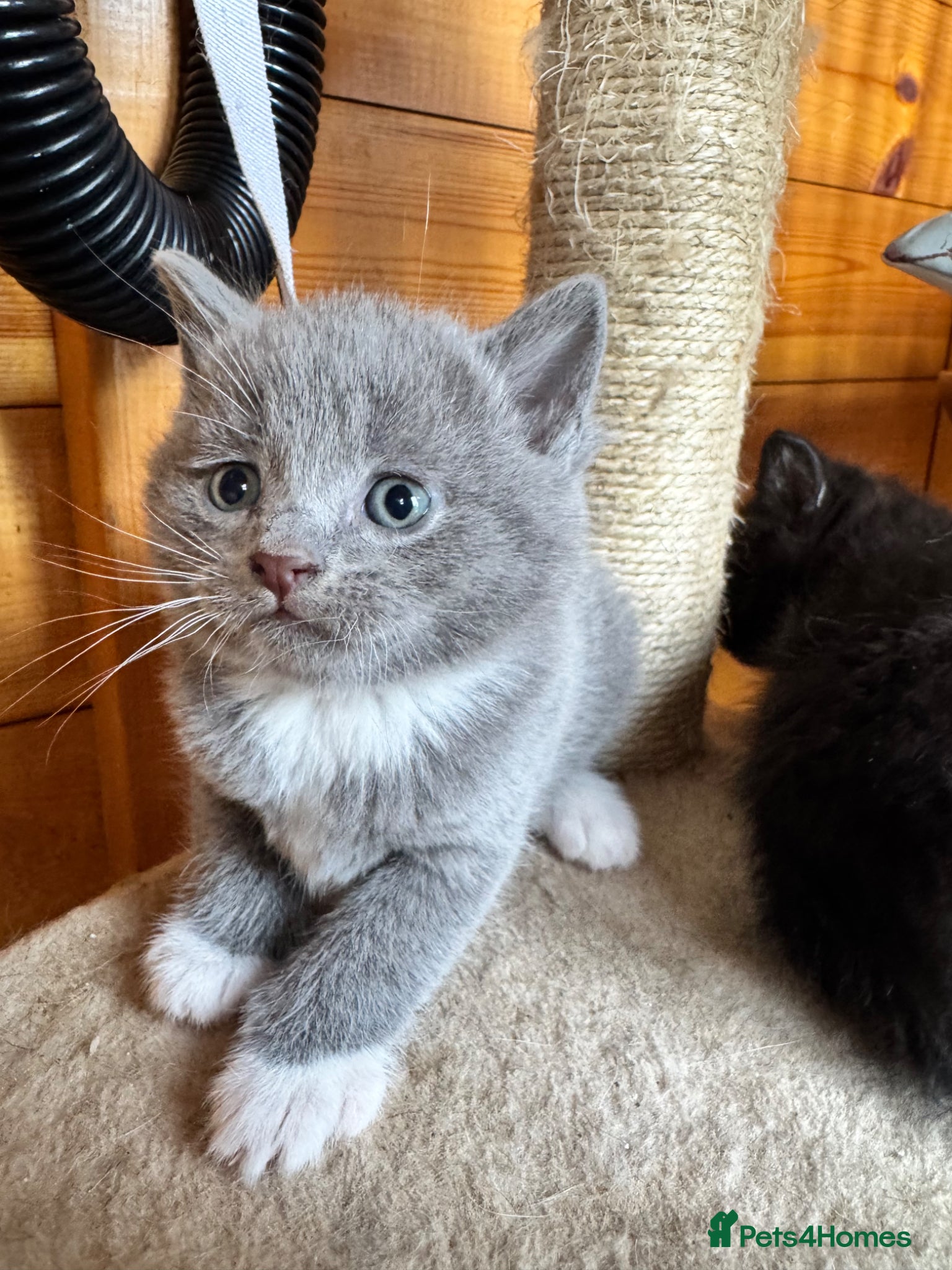 British Shorthair cats British shorthair crossed kitties  - Advert 1