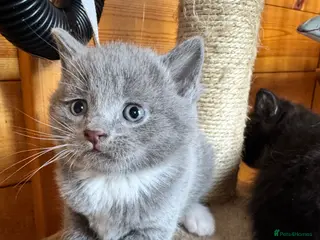 British Shorthair cats British shorthair crossed kitties - Advert 14