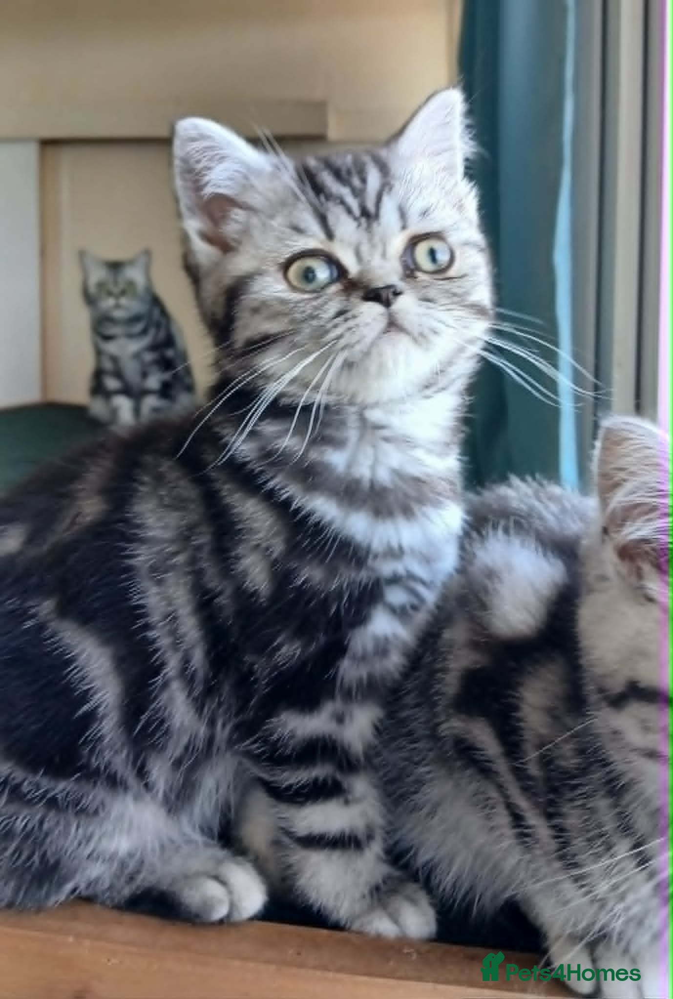 British Shorthair cats Bsh. Silver Classic Tabby . - Advert 4