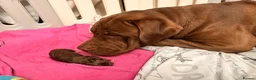 Mixed Breed dogs for sale: Presa cross dogue de Bordeaux  - Advert 5