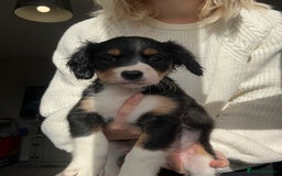 Mixed Breed dogs for sale: Borderlier puppy  - Image 1