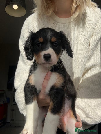 Mixed Breed dogs - Advert 2