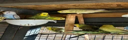 Budgerigars birds for sale: Aviary-bred Budgies’s  - Advert 14
