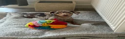 Miniature Dachshund dogs for sale: Meet Rolo, sweet little 6 month-old Dachshund - Advert 5