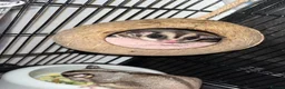 Sugar Glider rodents for sale: 2 female sugar glders in South Ockendon - Advert 4