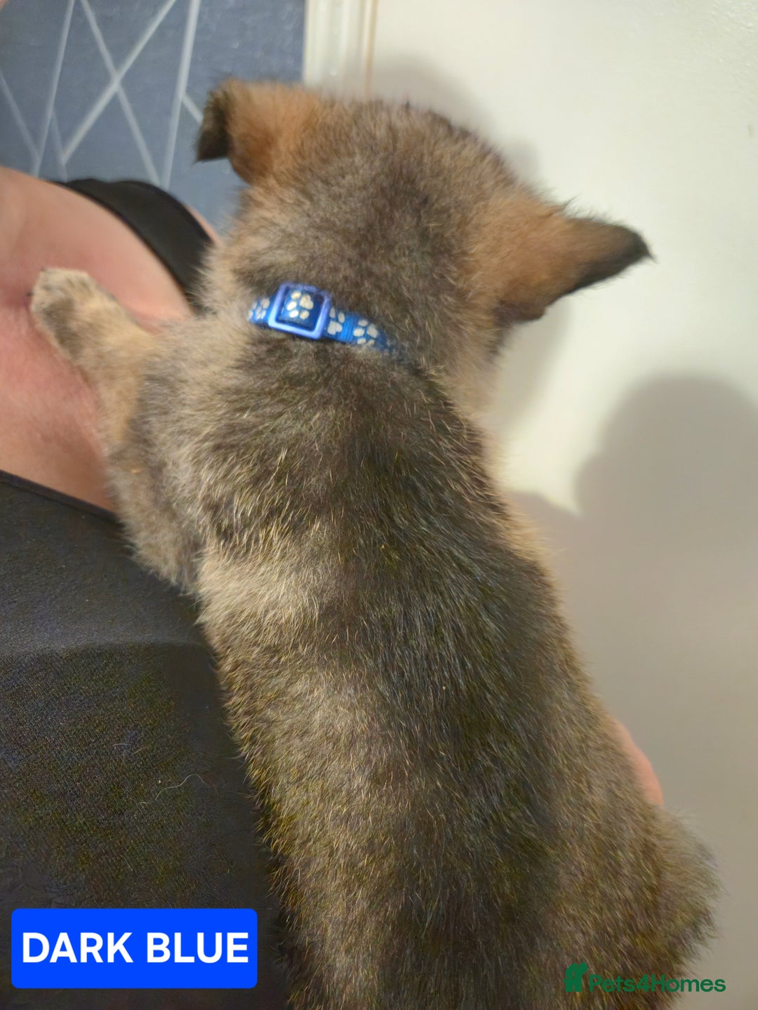 German Shepherd dogs for sale: German Shepherd Puppies - Advert 20