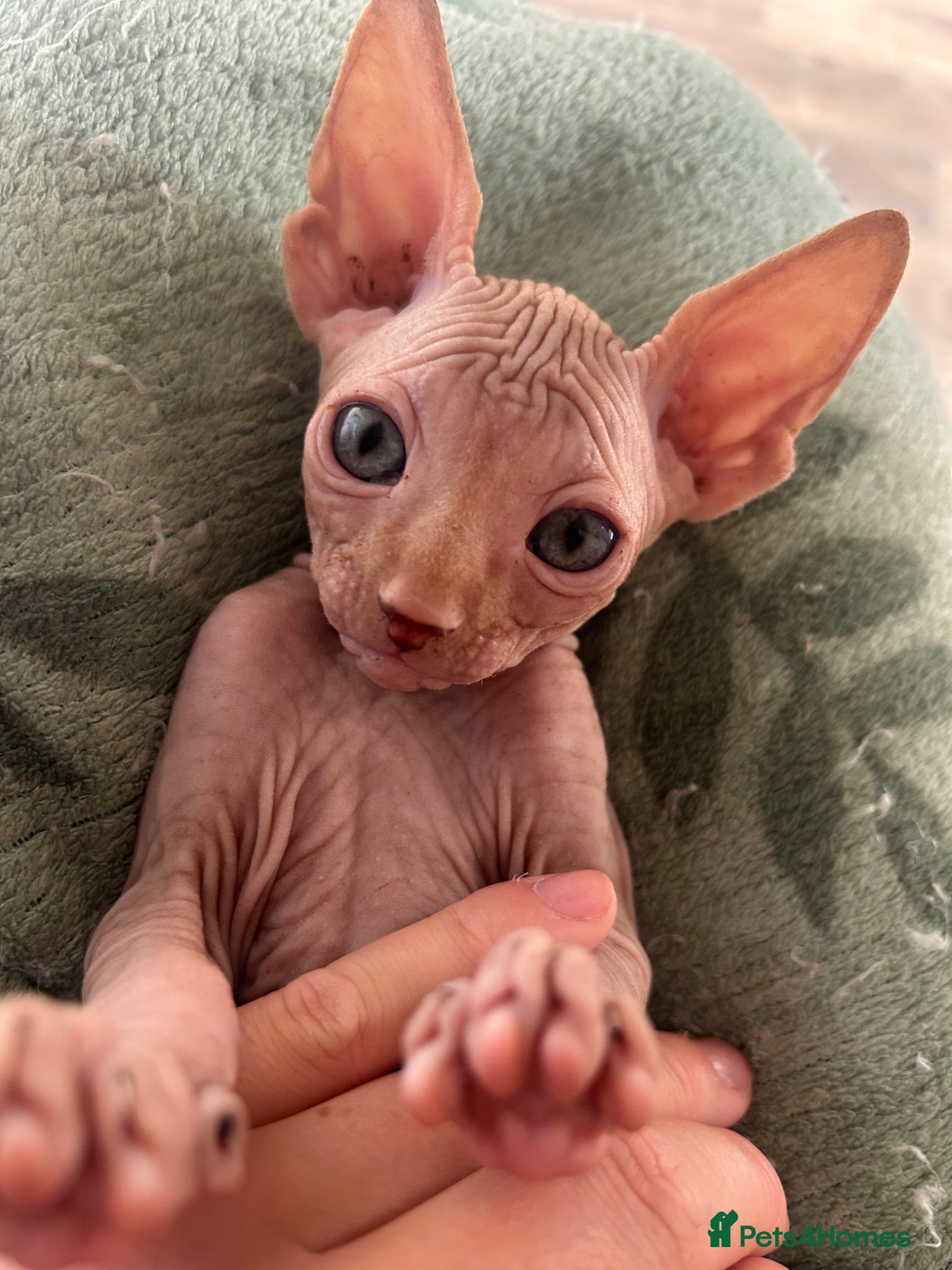 Sphynx cats Red Canadian sphyx - Advert 10