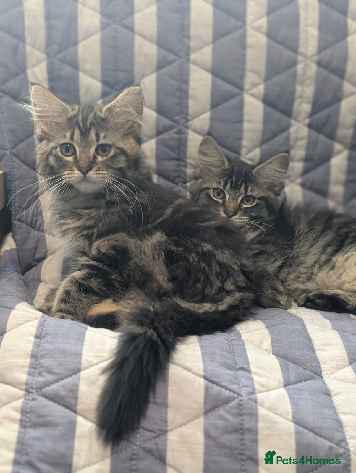 Maine Coon cats 4 x Maine coone x ragdoll kittens  - Advert 1