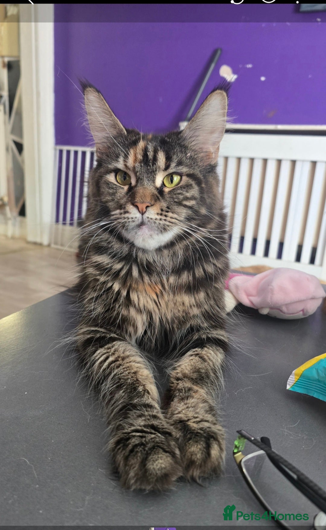 Maine Coon cats Main coon - Advert 15