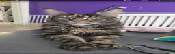 Maine Coon cats for sale: Main coon - Advert 1
