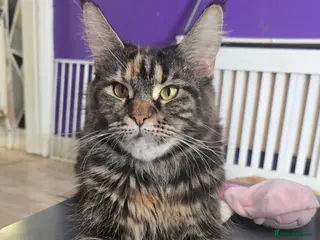 Maine Coon cats Main coon - Advert 1