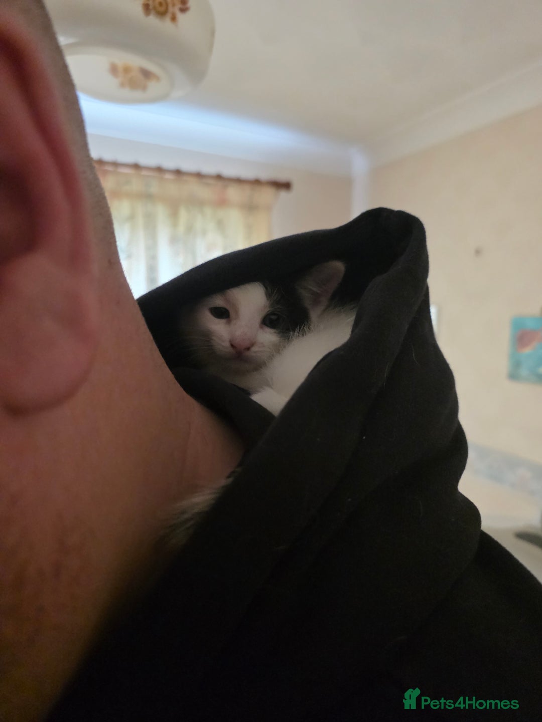 Domestic Shorthair cats for sale: 5 Super Sweet Kittens  - Image 16