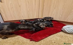 Miniature Dachshund dogs for sale: Black grey dapple, Black Tan miniature dachshund - Image 11